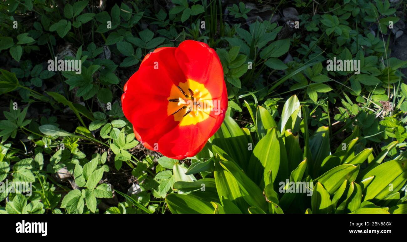 Red tulip on a background of green grass Stock Photo - Alamy