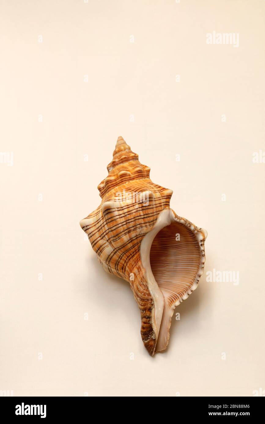 Conch seashell, by James D Coppinger/Dembinsky Photo Assoc Stock Photo