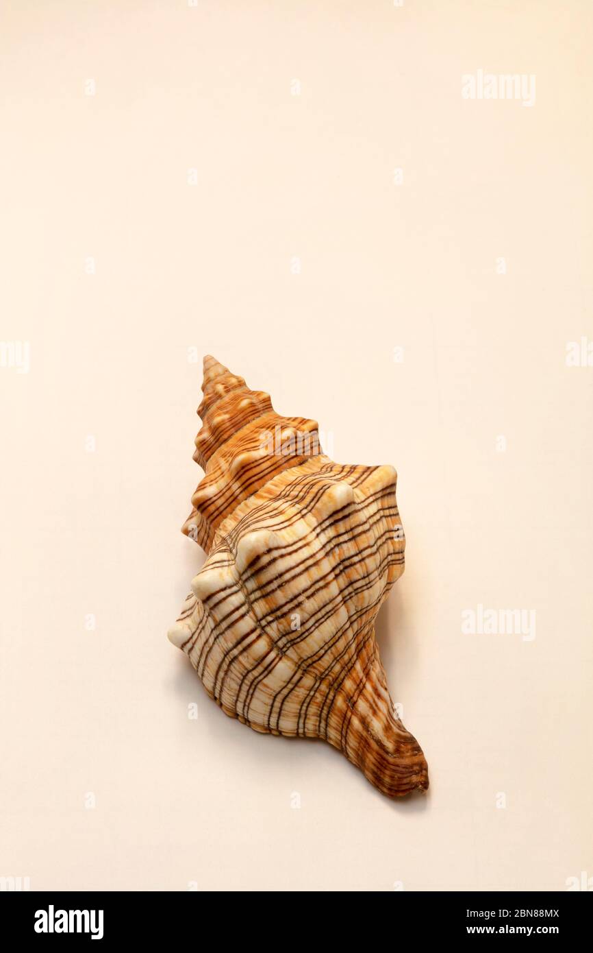Conch seashell, by James D Coppinger/Dembinsky Photo Assoc Stock Photo