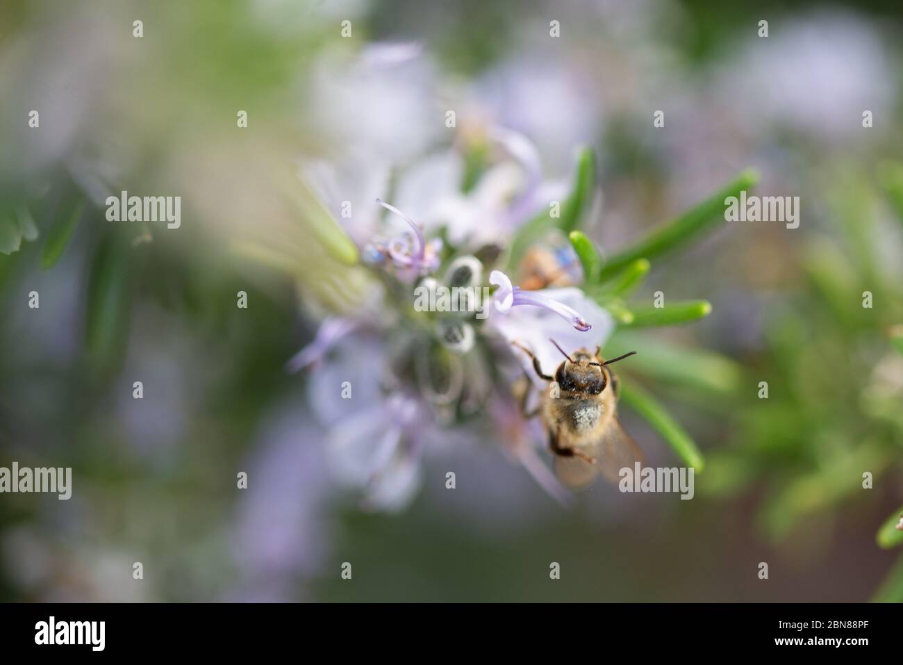 Closeup of honey bee flying on rosemary flowers Stock Photo Alamy