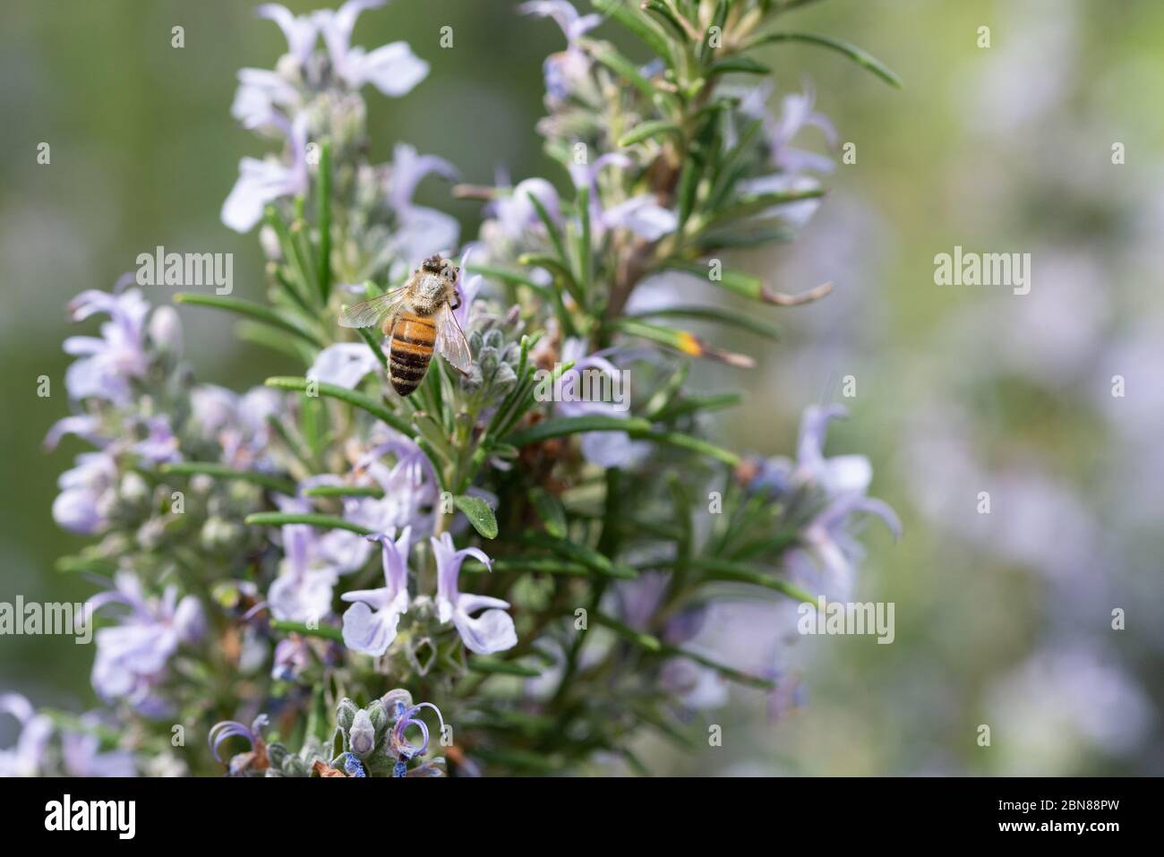Closeup of honey bee flying on rosemary flowers Stock Photo Alamy