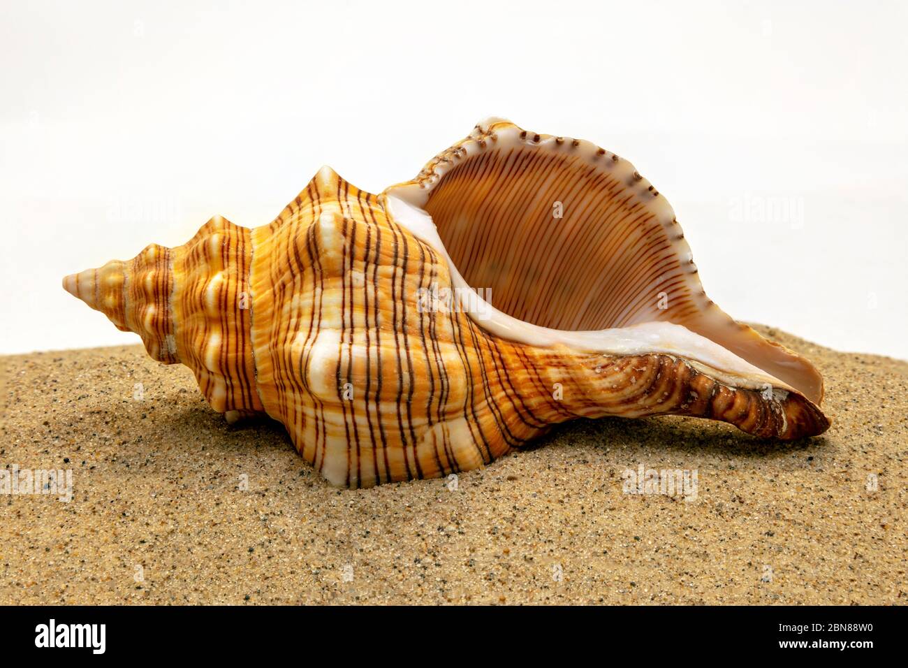 Conch seashells, by James D Coppinger/Dembinsky Photo Assoc Stock Photo