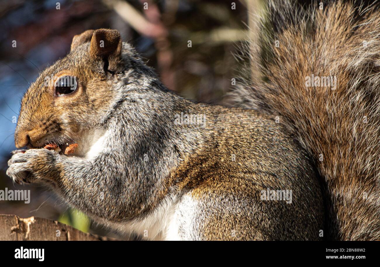 Drey squirrel hires stock photography and images Alamy