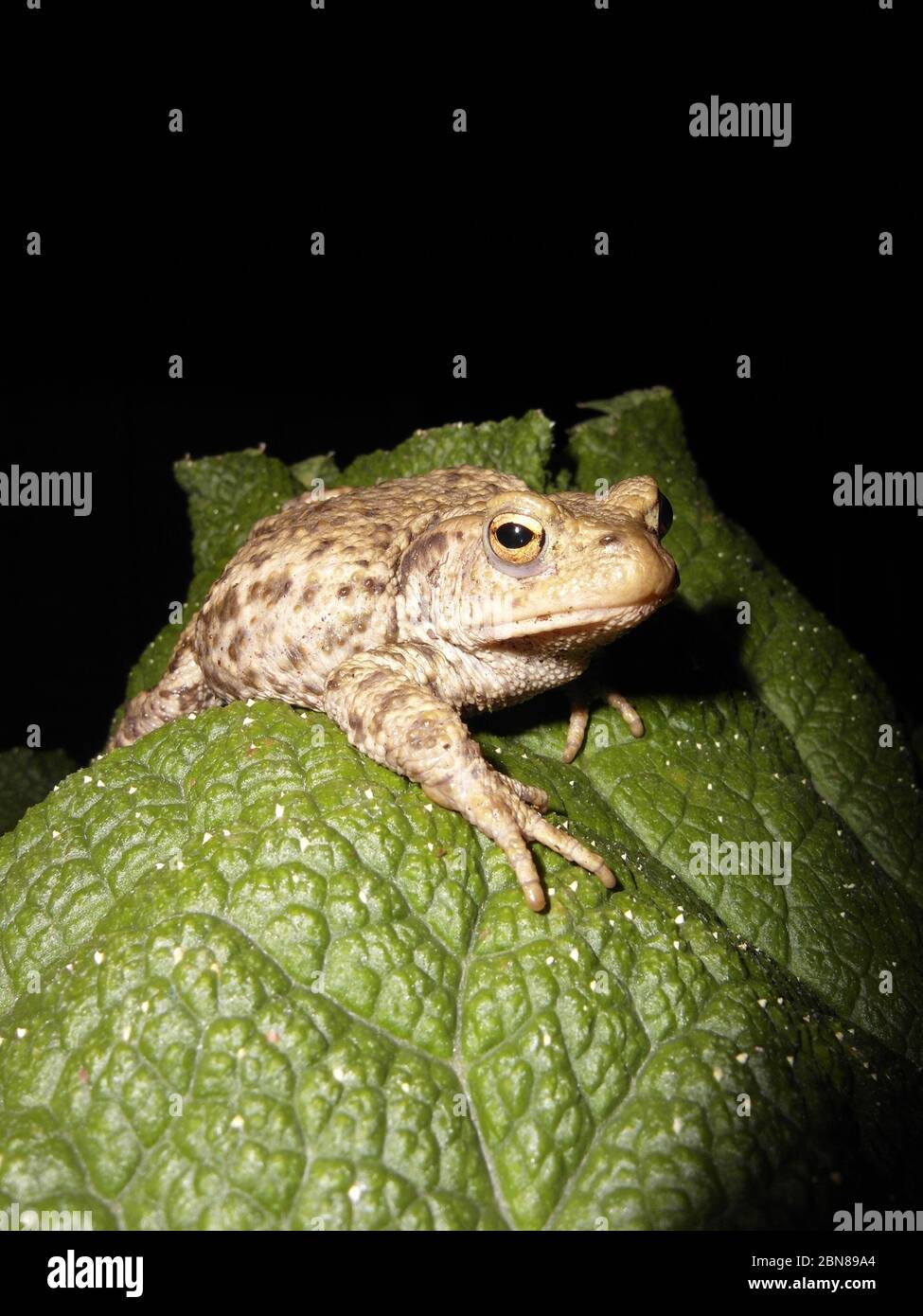 TOAD. TOADS. TOAD SITTING ON ALARGE LEAF OF A GUNNERA PLANT. AMPHIBIAN. IMAGE TAKEN AT NIGHT IN GARDEN IN THE LONDON BOROUGH OF BARKING AND DAGENHAM. THE BARKING TOAD. THE GUNNERA PLANT IS NATIVE TO SOUTH AMERICA. BLACK BACKGROUND. NIGHT PHOTOGRAPHY. NATURE. CONSERVATION. WILDLIFE ON THE DOOR STEP. BRITISH WILDLIFE. Stock Photo
