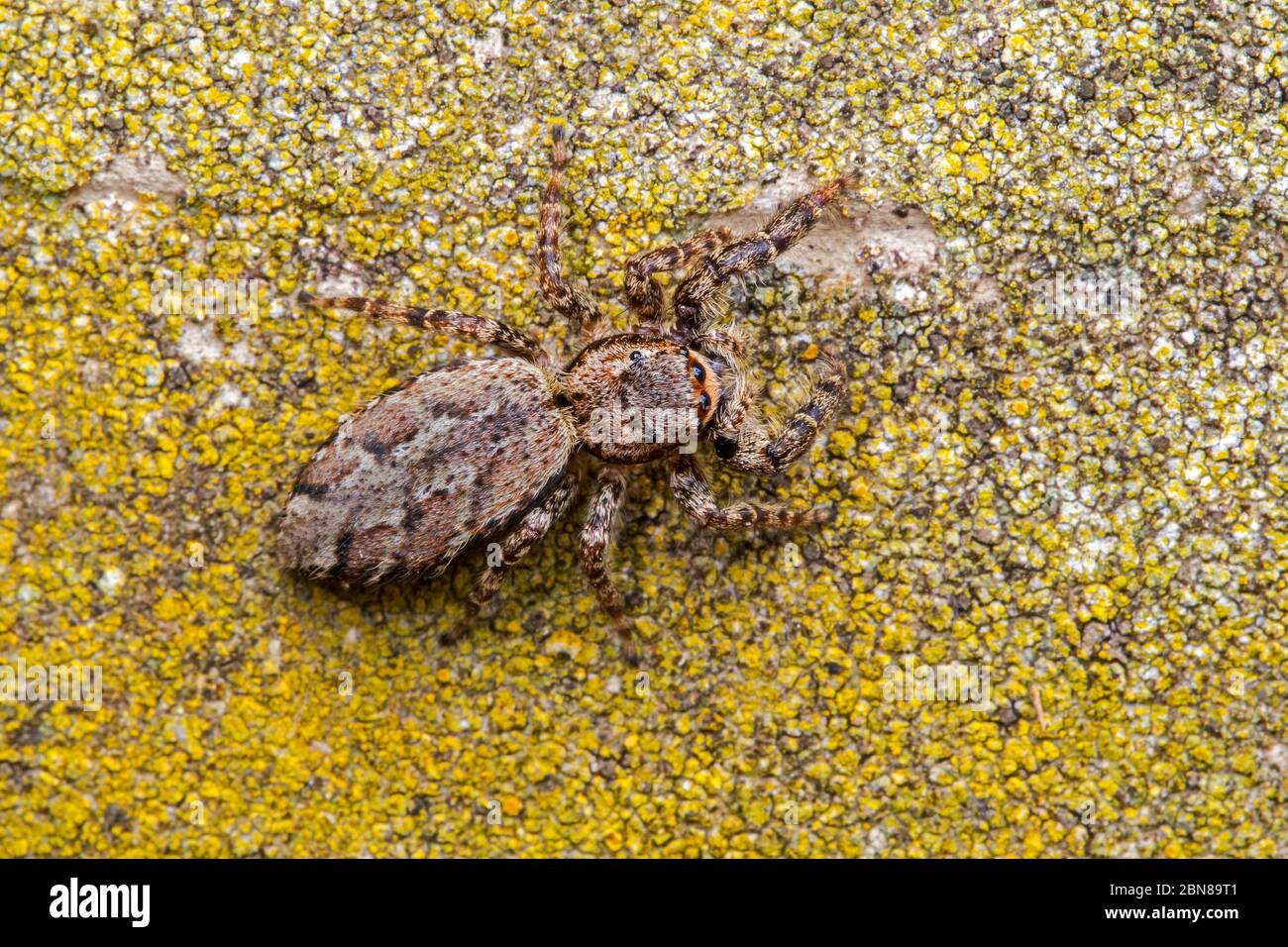 Fence post jumping spider (Marpissa muscosa) Stock Photo