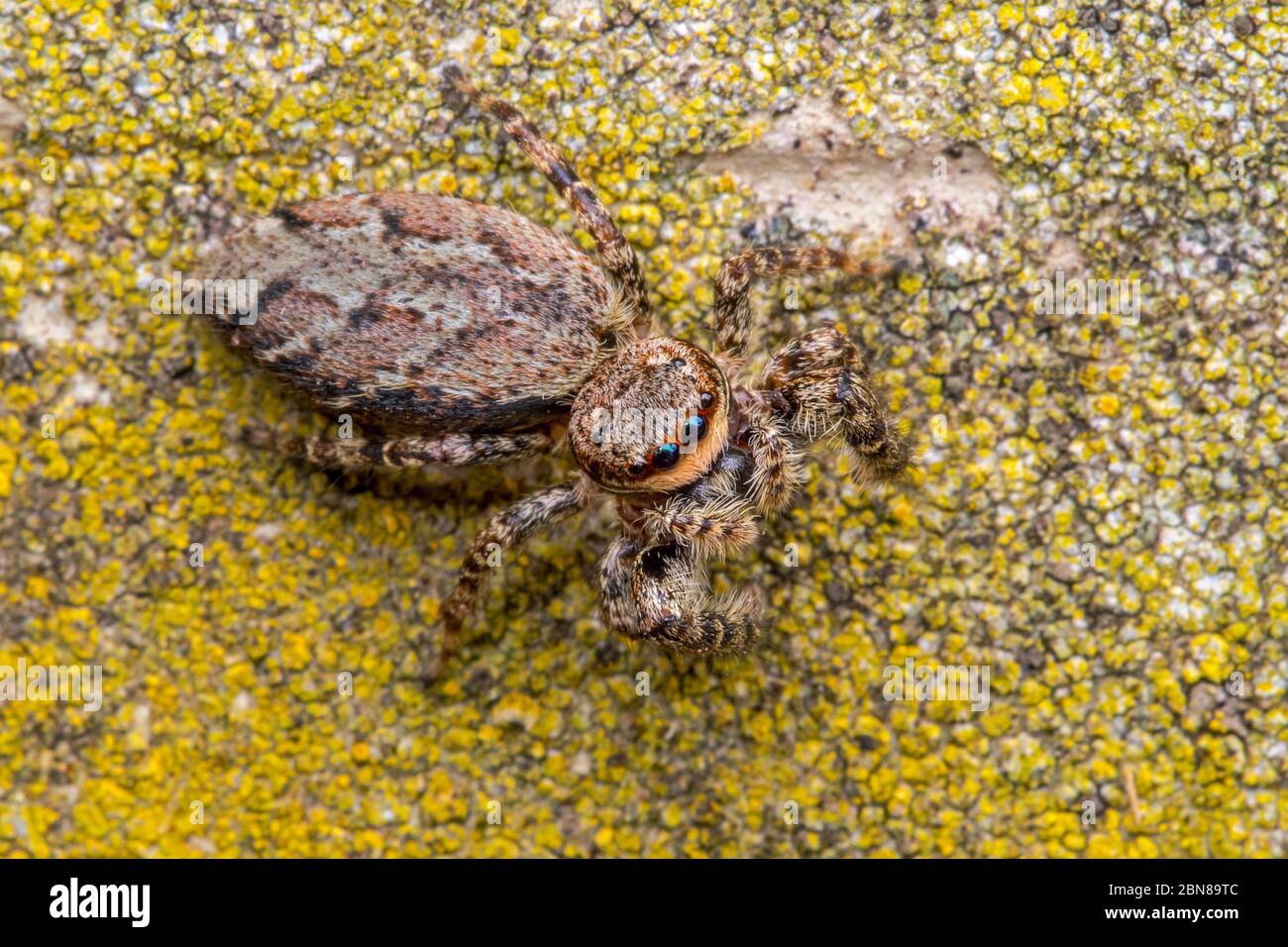 Fence post jumping spider (Marpissa muscosa) Stock Photo