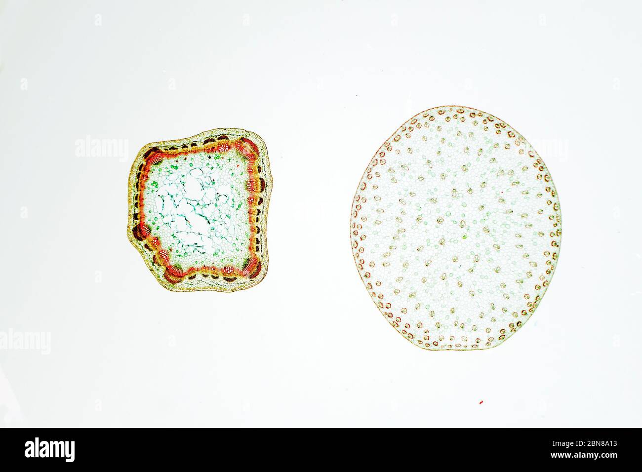 monocot and doicot stem Stock Photo