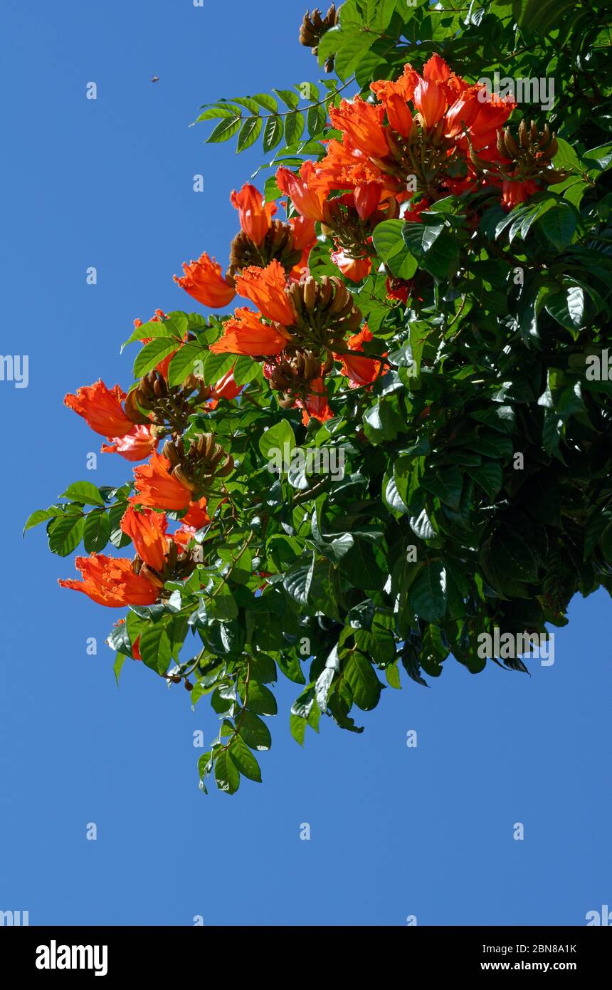 Flowers and leaves of the Gabon tulip tree Stock Photo