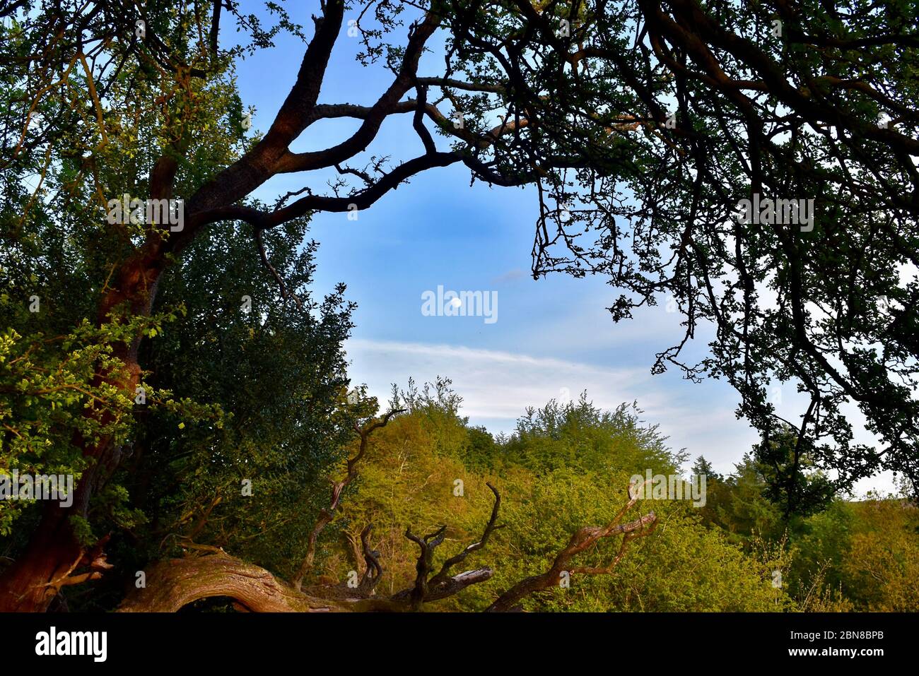 Early evening moon viewed through the trees from a public footpath to Ryburn Reservoir. Stock Photo