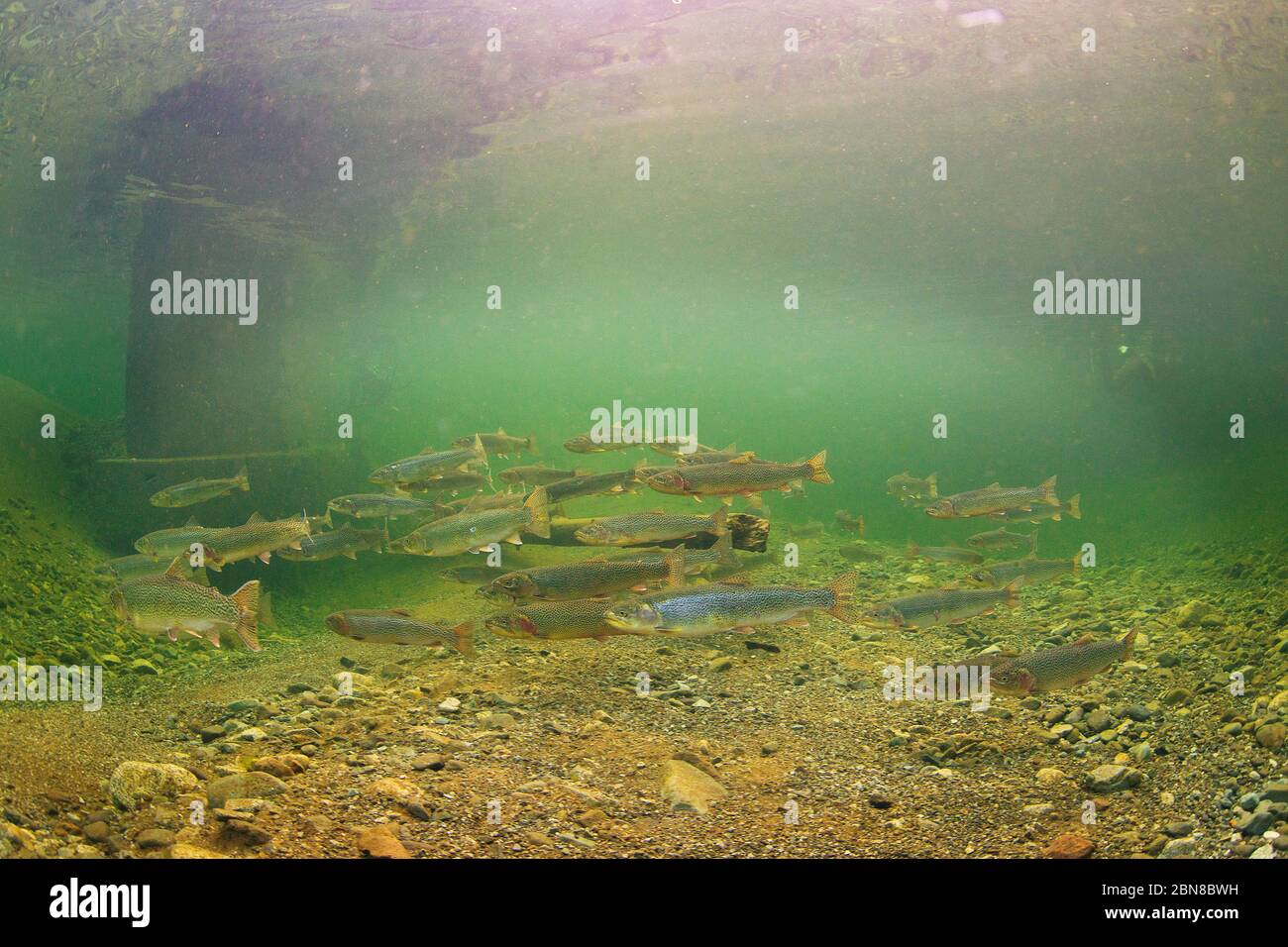 School of  adult Cutthroat Trout in Cowichan Valley. Stock Photo