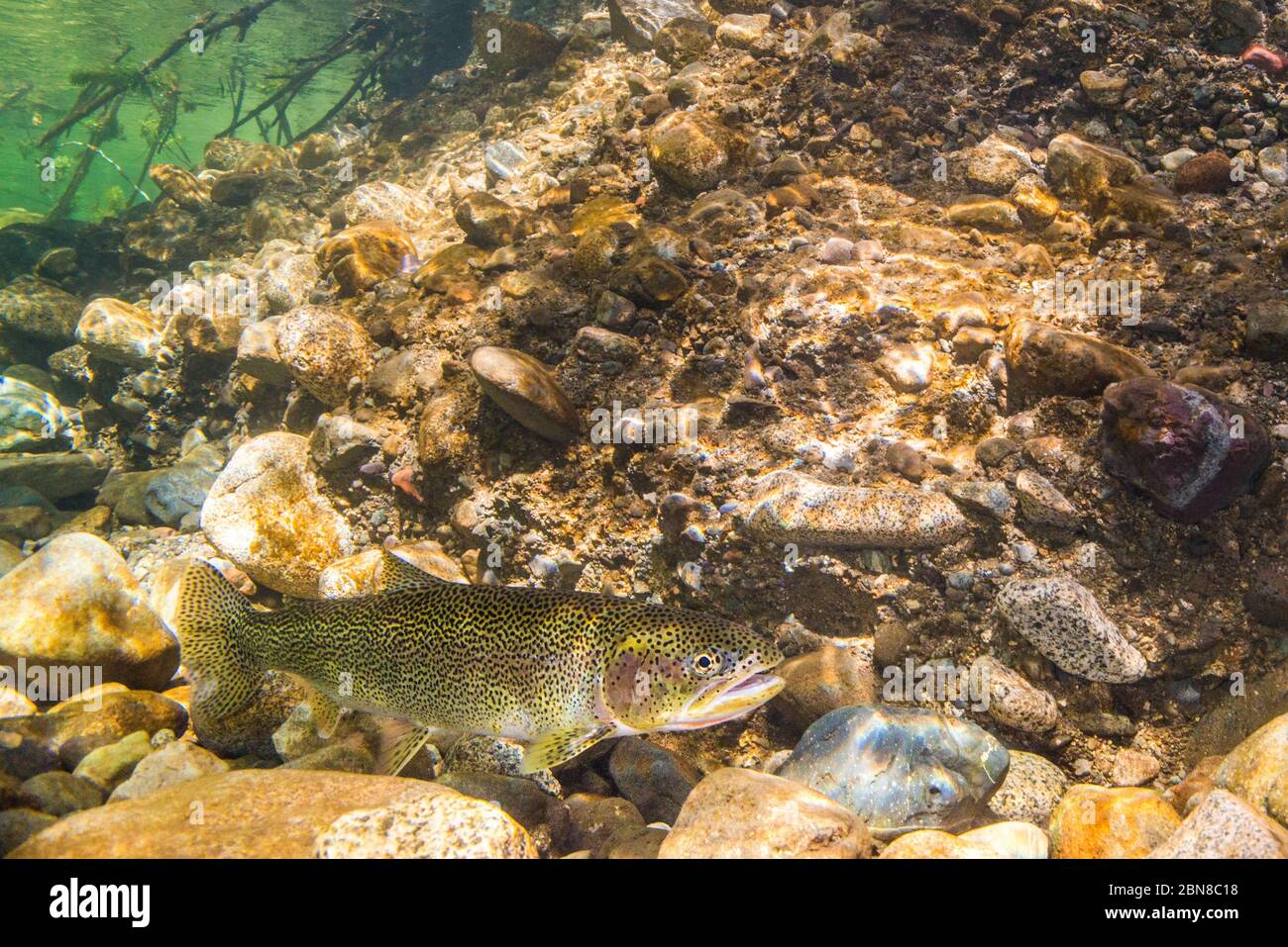 Adult Cutthroat Trout in the clean waters of the Cowichan River, Vancouver Island. Stock Photo