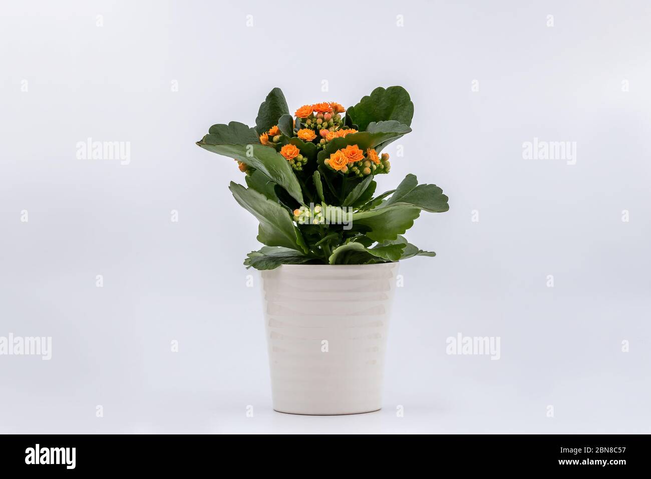 Flaming Katy plant with Orange Yellow flowers in a pot isolated on white background Stock Photo