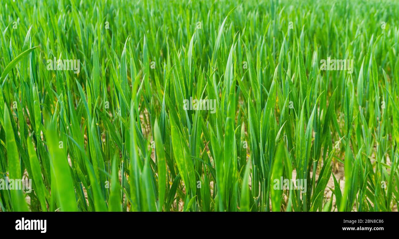 closeup of young crop plant on a field Stock Photo