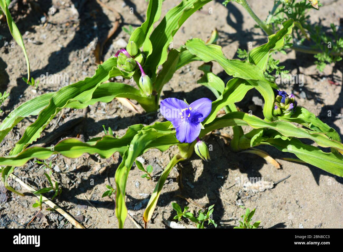 Bright and joyful May cottage plants with blue inflorescences lit by the sun. Tandescan bush with long leaves fuzzy in the ground, tradescantia. Stock Photo