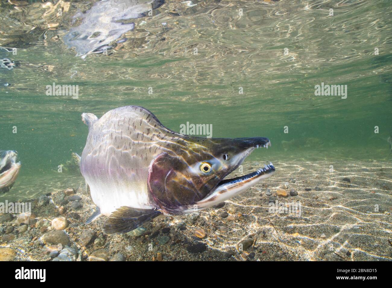 Male salmon humpy displaying spawning colors in the Squamish River, British  Columbia Stock Photo - Alamy
