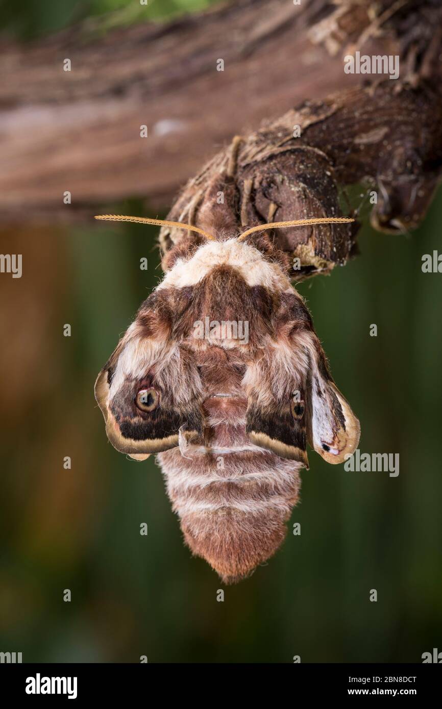 Wiener Nachtpfauenauge, Saturnia pyri, giant peacock moth - Weibchen Stock Photo