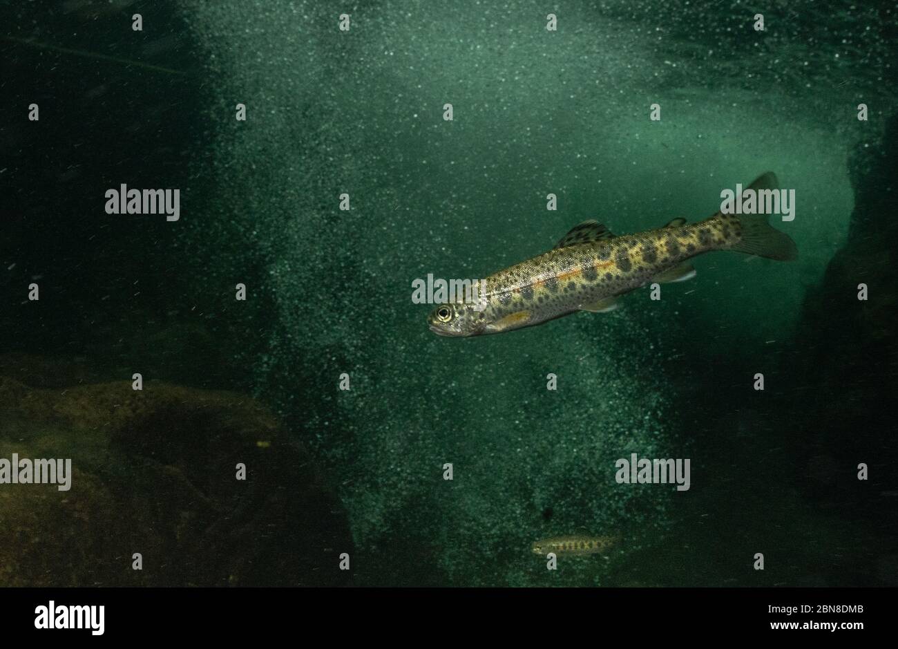 Cutthroat Trout in the rapids of a mountain creek, Stock Photo