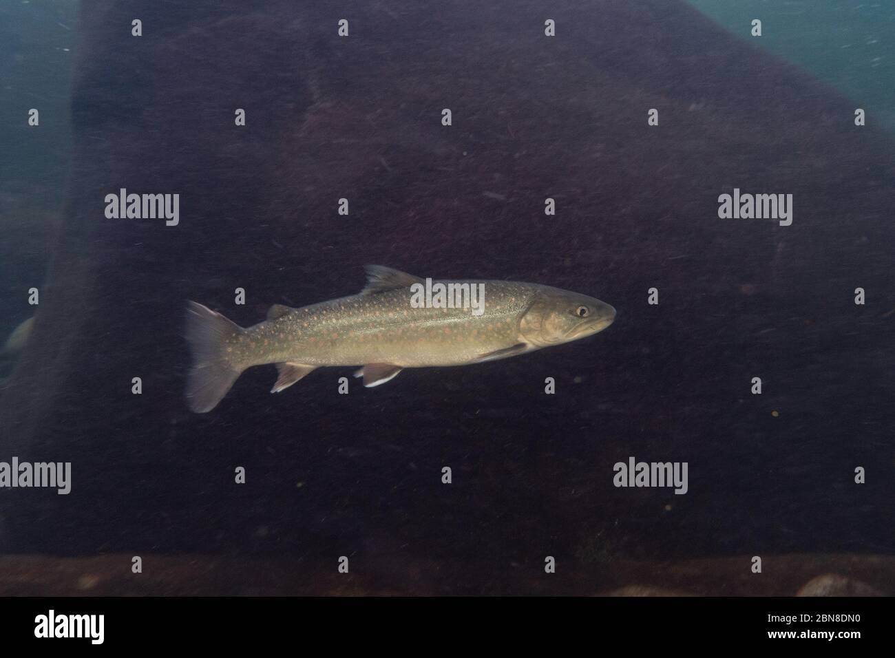 Adult Bull trout in Southern British Columbia, Canada. Stock Photo