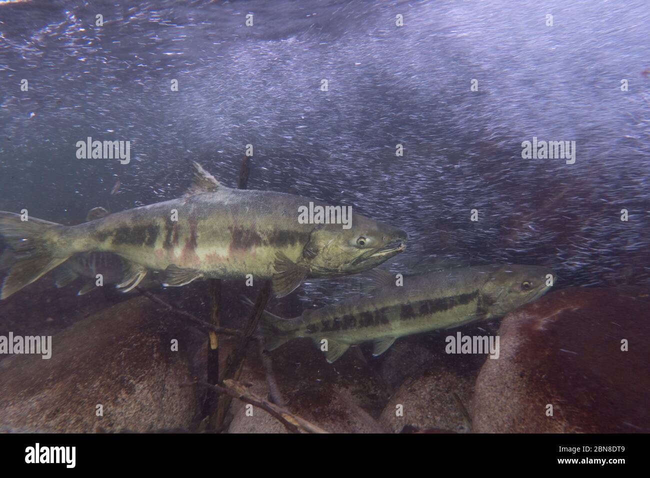 Male and female Chum salmon displaying spawning colors Stock Photo - Alamy
