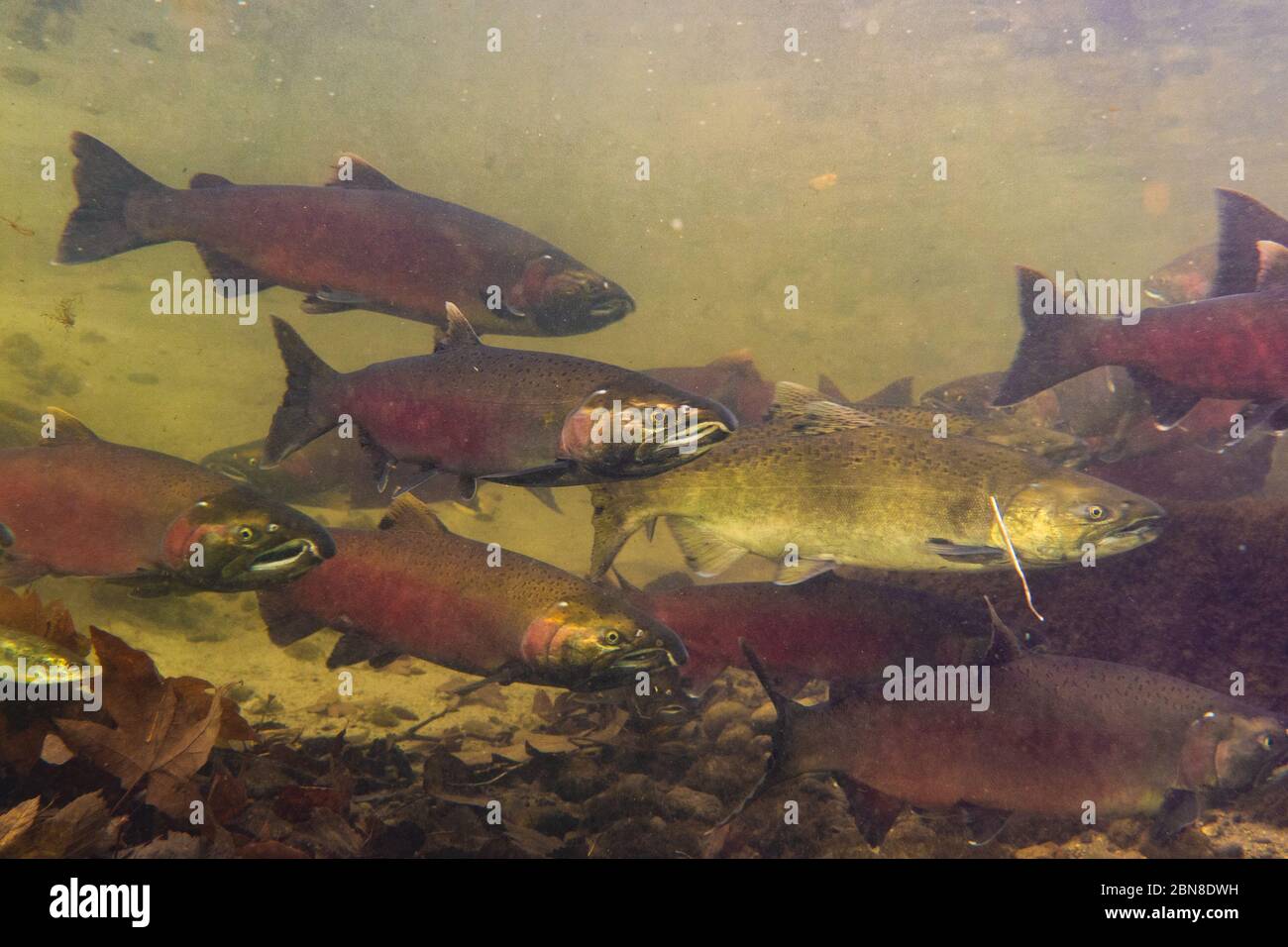A school of Coho and Chinook salmon swimming in the Skagit River, Washington, USA. Stock Photo