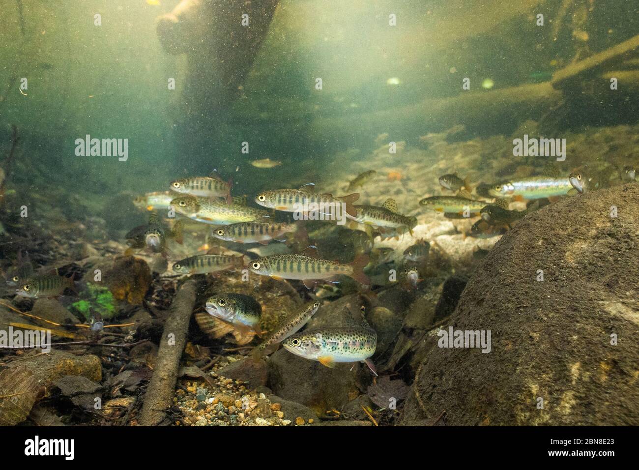 Underwater picture of a  school of cutthroat trout and coho fry in a small urban creek in North Vancouver, British Columbia. Stock Photo