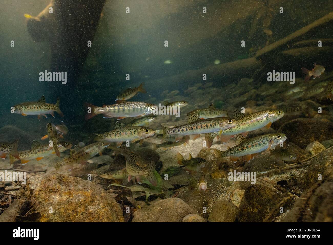 Underwater picture of a  school of cutthroat trout and coho fry in a small urban creek in North Vancouver, British Columbia. Stock Photo
