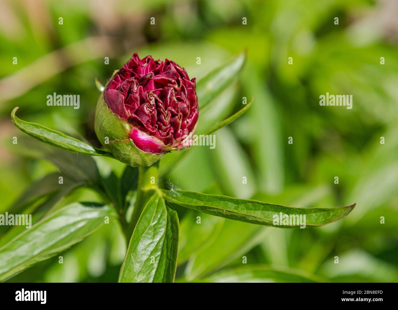 An opening peony bud Stock Photo Alamy
