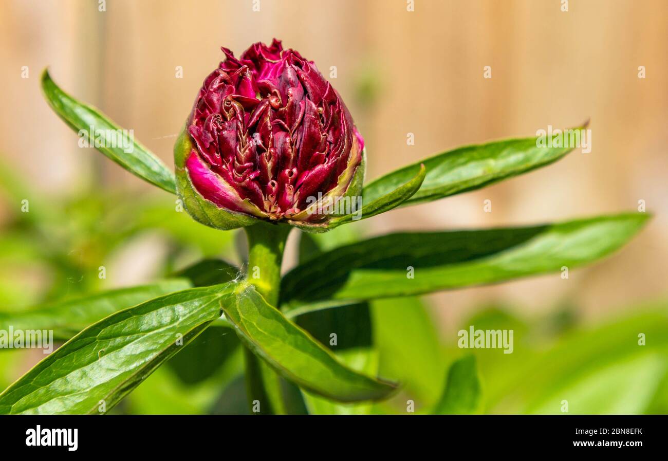 An opening peony bud Stock Photo Alamy