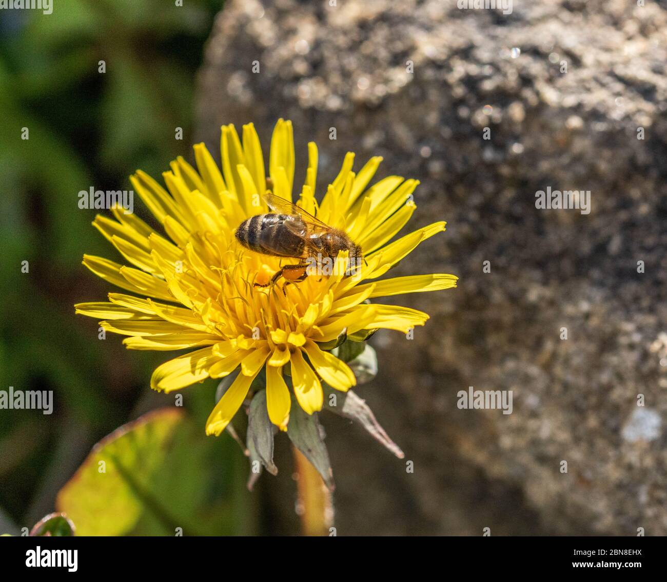 Pollen sac on bee leg hi-res stock photography and images - Alamy