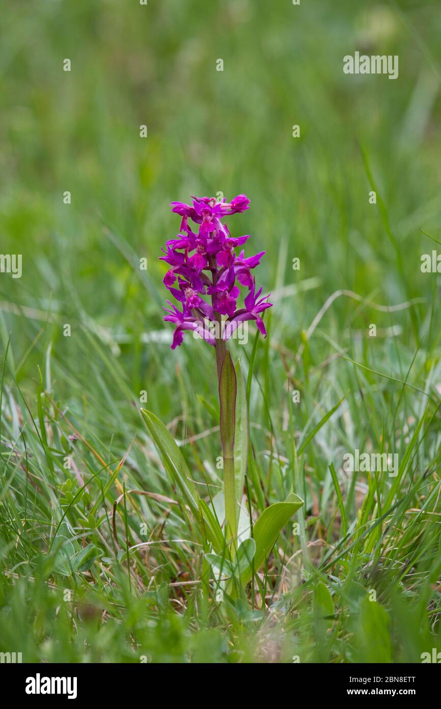 Holunder-Knabenkraut, Dactylorhiza sambucina, elder-flowered Stock Photo