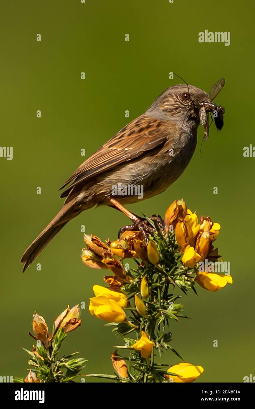 Dunnock with chick food Stock Photo