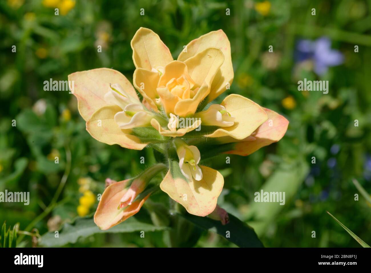 castilla yellow paintbrush castilla yellow paintbrush