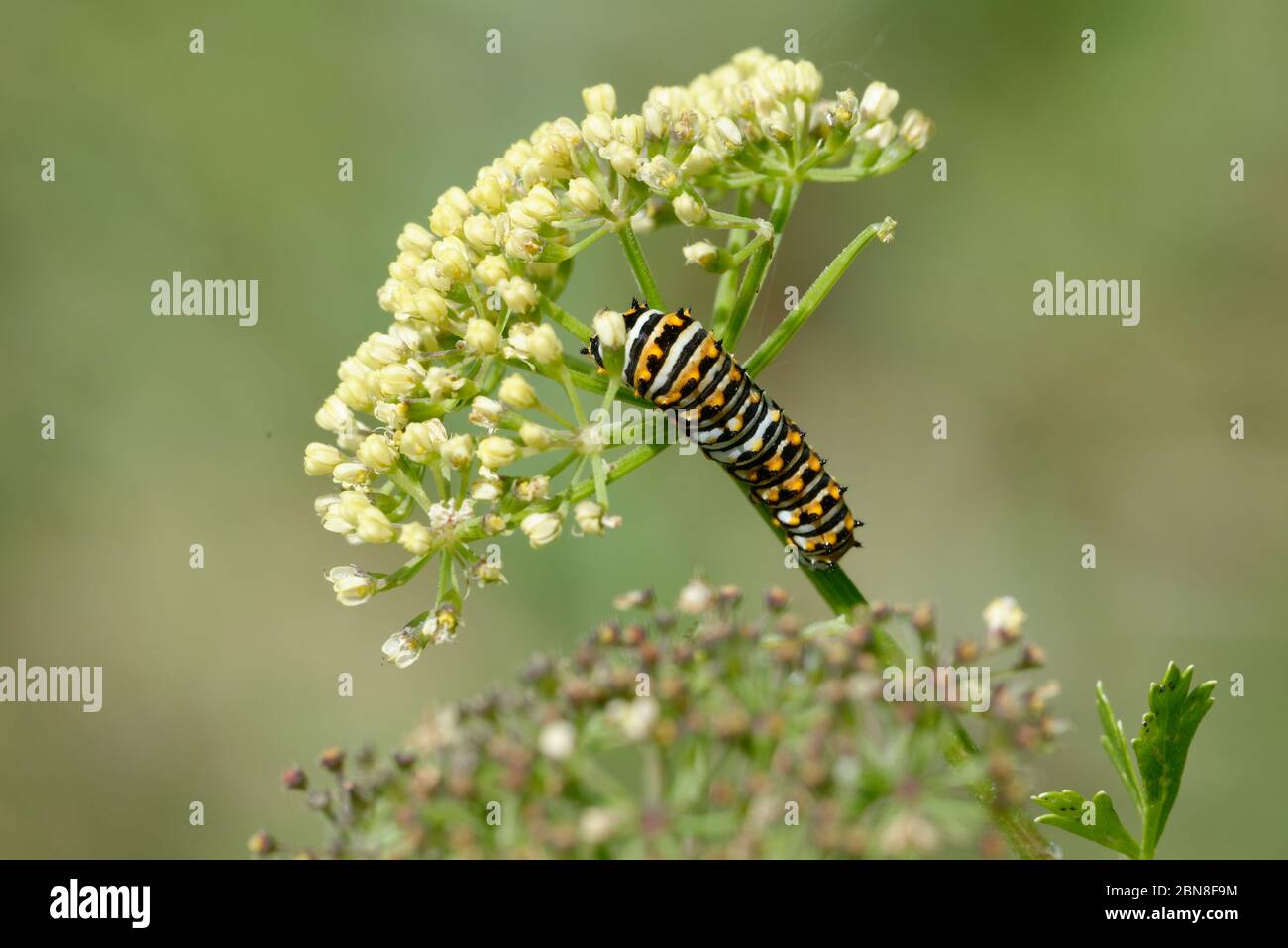 Black swallowtail caterpillar Stock Photo