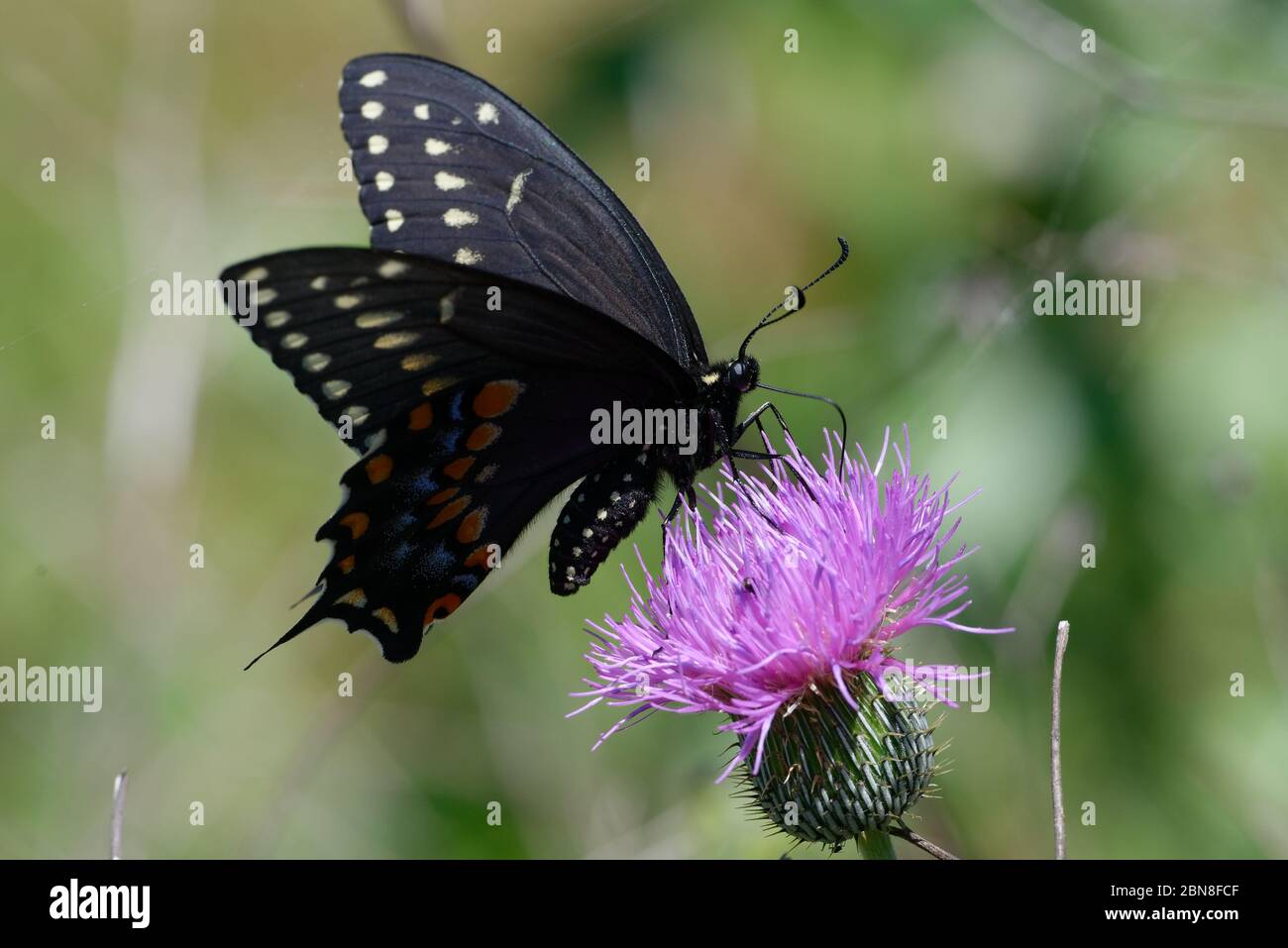 Black swallowtail, Papilio polyxenes Stock Photo