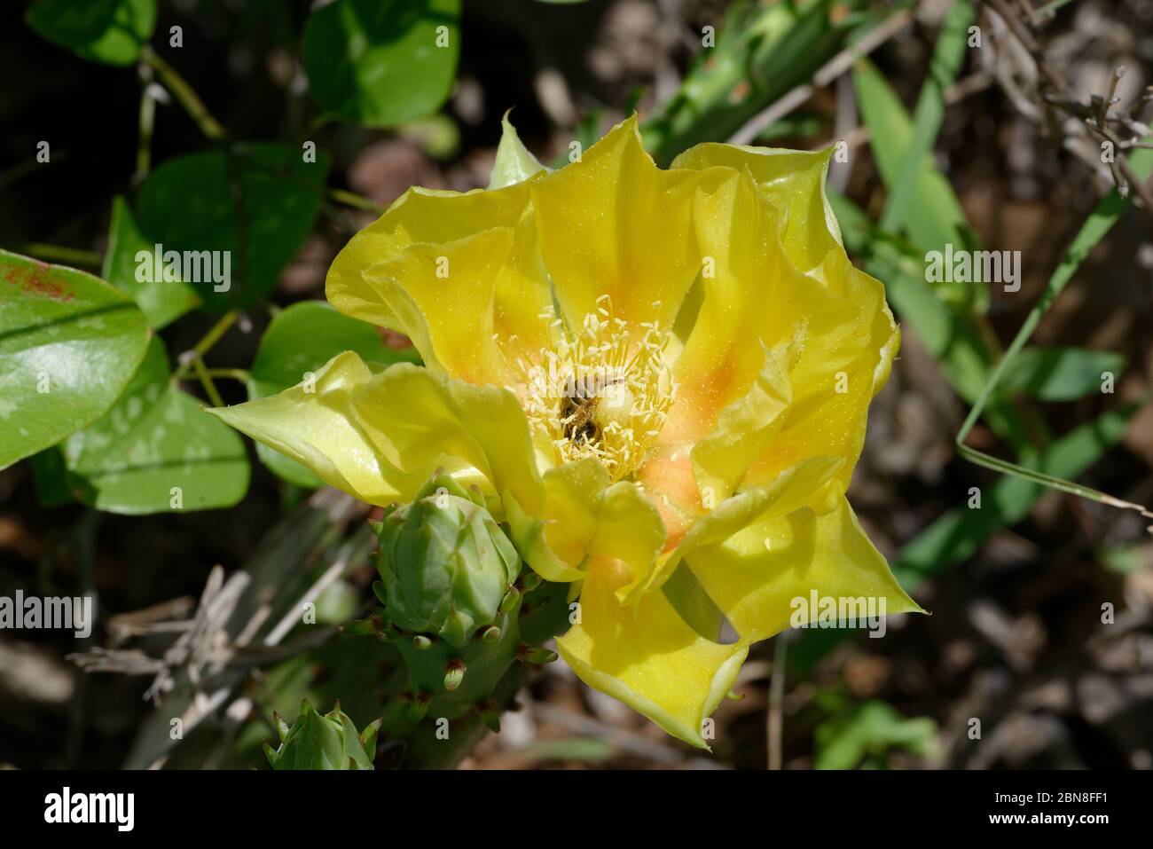 Prickly Pear Cactus with bee Stock Photo
