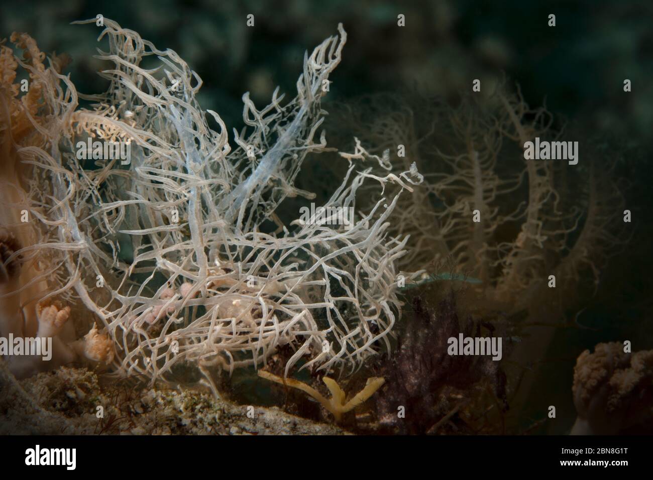 Nudibranch Melibe colemani. Underwater macro photography from Romblon, Philippines Stock Photo