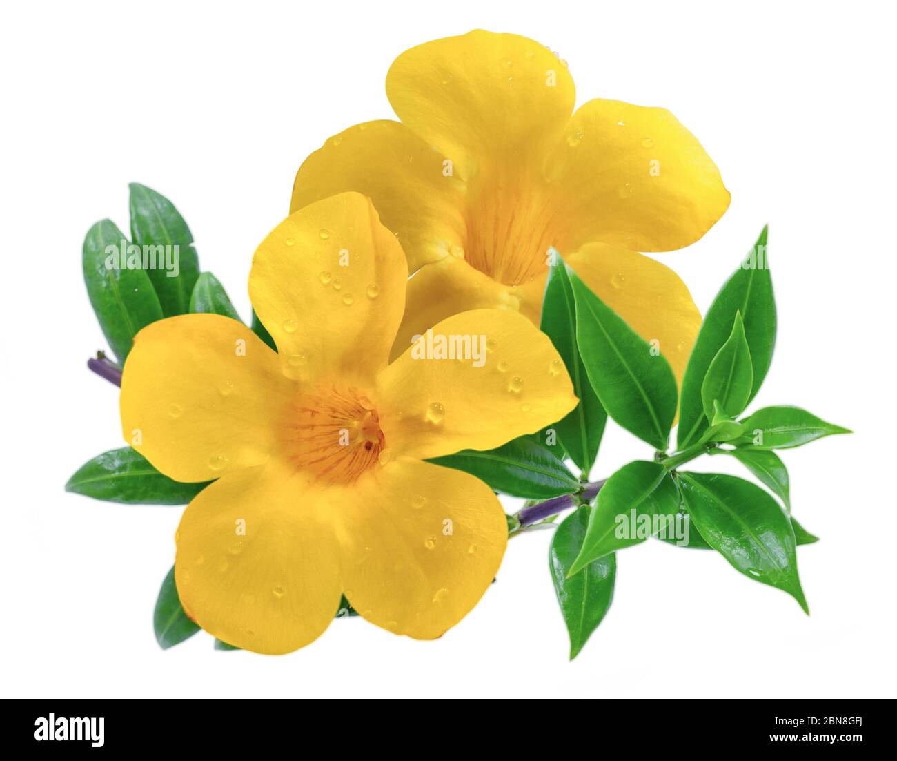 Allamanda flower or golden trumpet isolated on white background Stock Photo