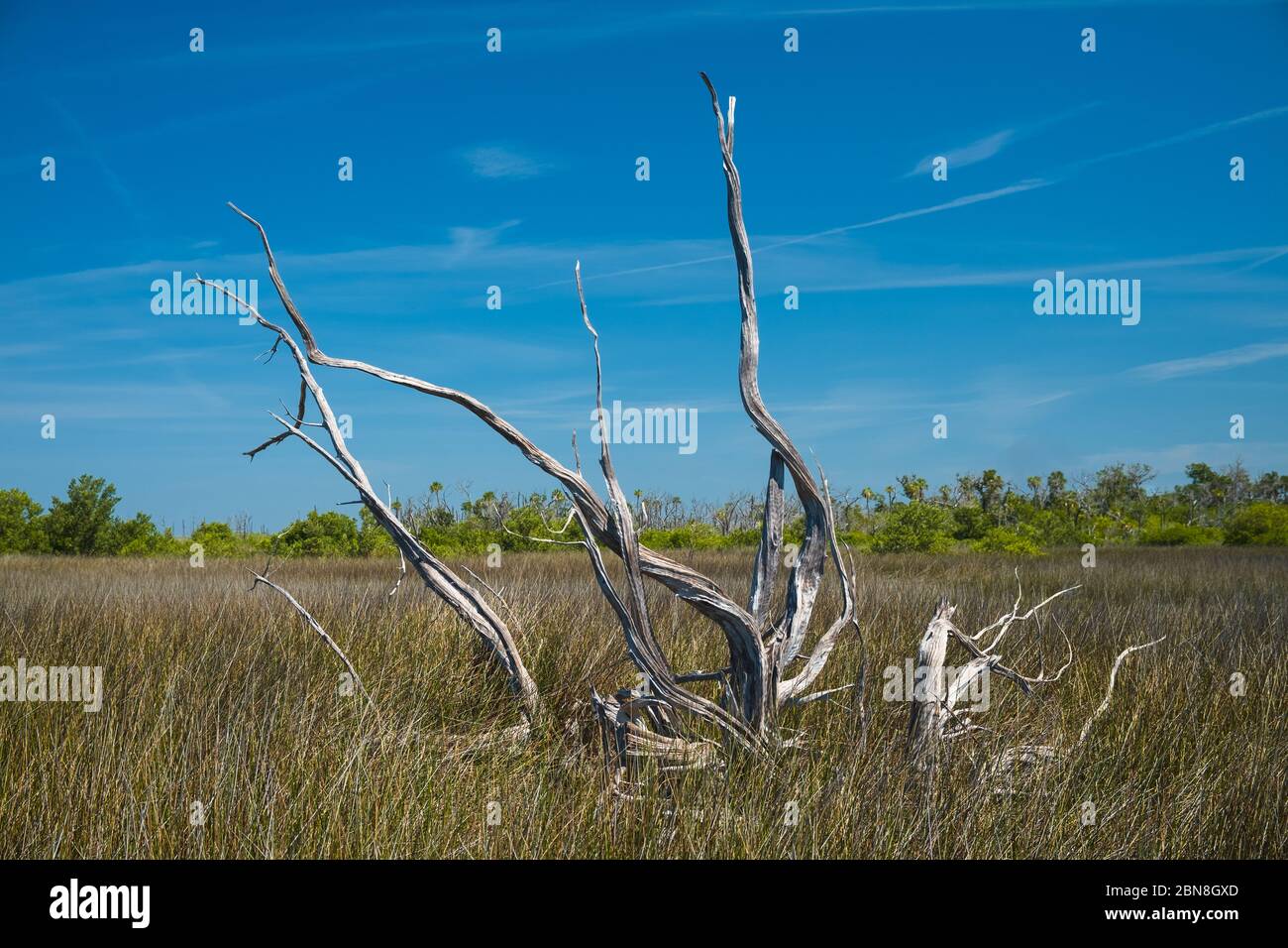 Salt marsh dry tree in scenic coastal  landscape. Florida Salt marsh habitat. Citrus County. North central Florida. Stock Photo