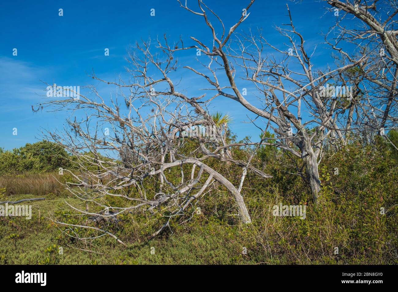 Salt marsh tree scenic landscape. Dry trees in Florida Salt marsh habitat. Citrus County. North central Florida. Stock Photo