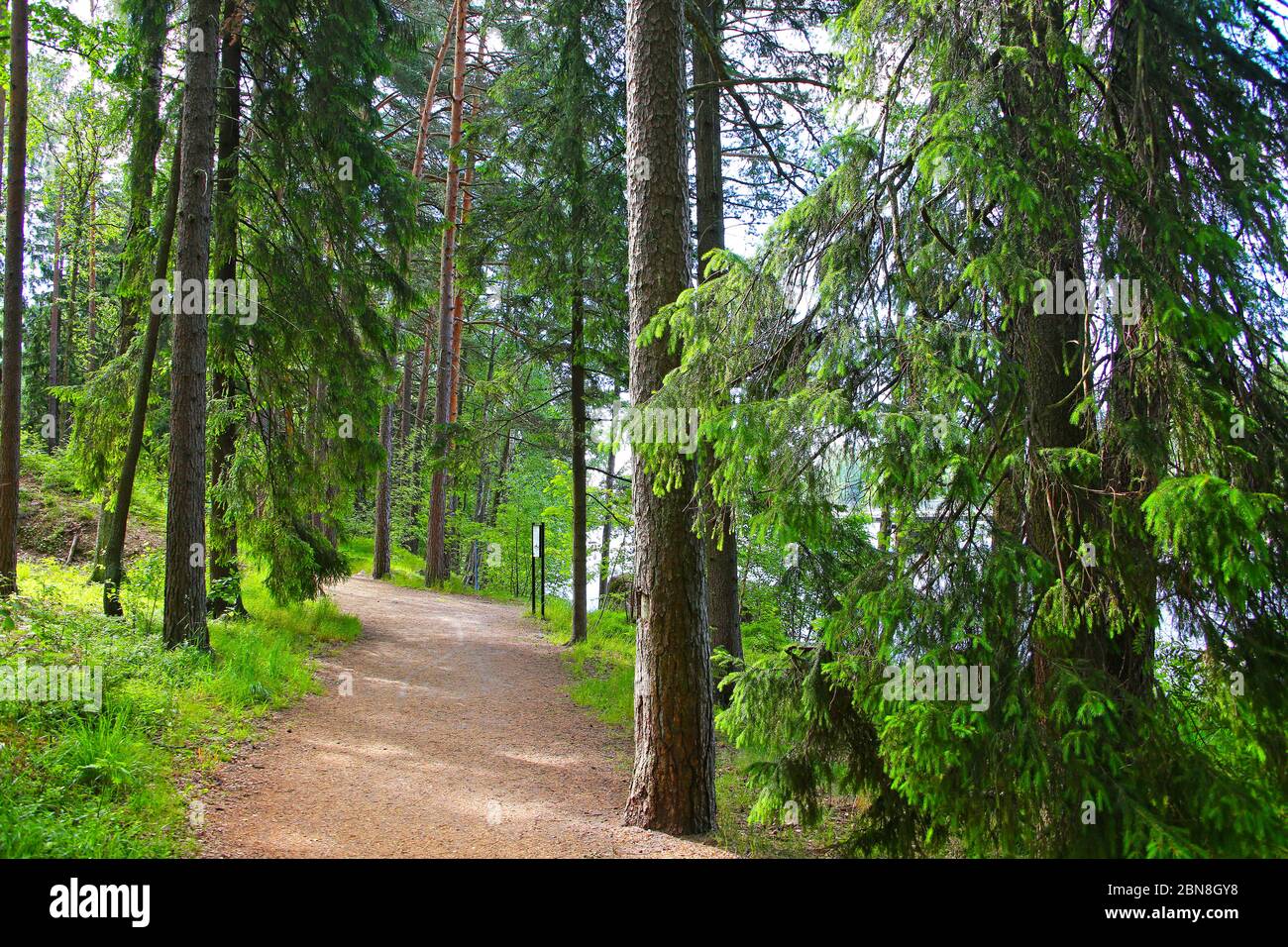 Beautiful trees in the forest close to Langinkoski next to the Kymi river in Kotka, Finland. Stock Photo