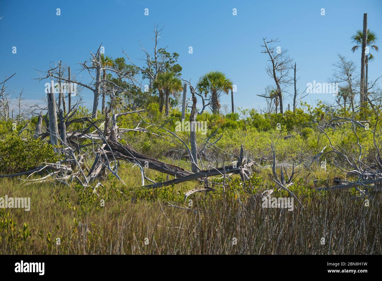 Salt marsh dry trees in scenic coastal  landscape. Florida Salt marsh habitat. Citrus County. North central Florida. Stock Photo