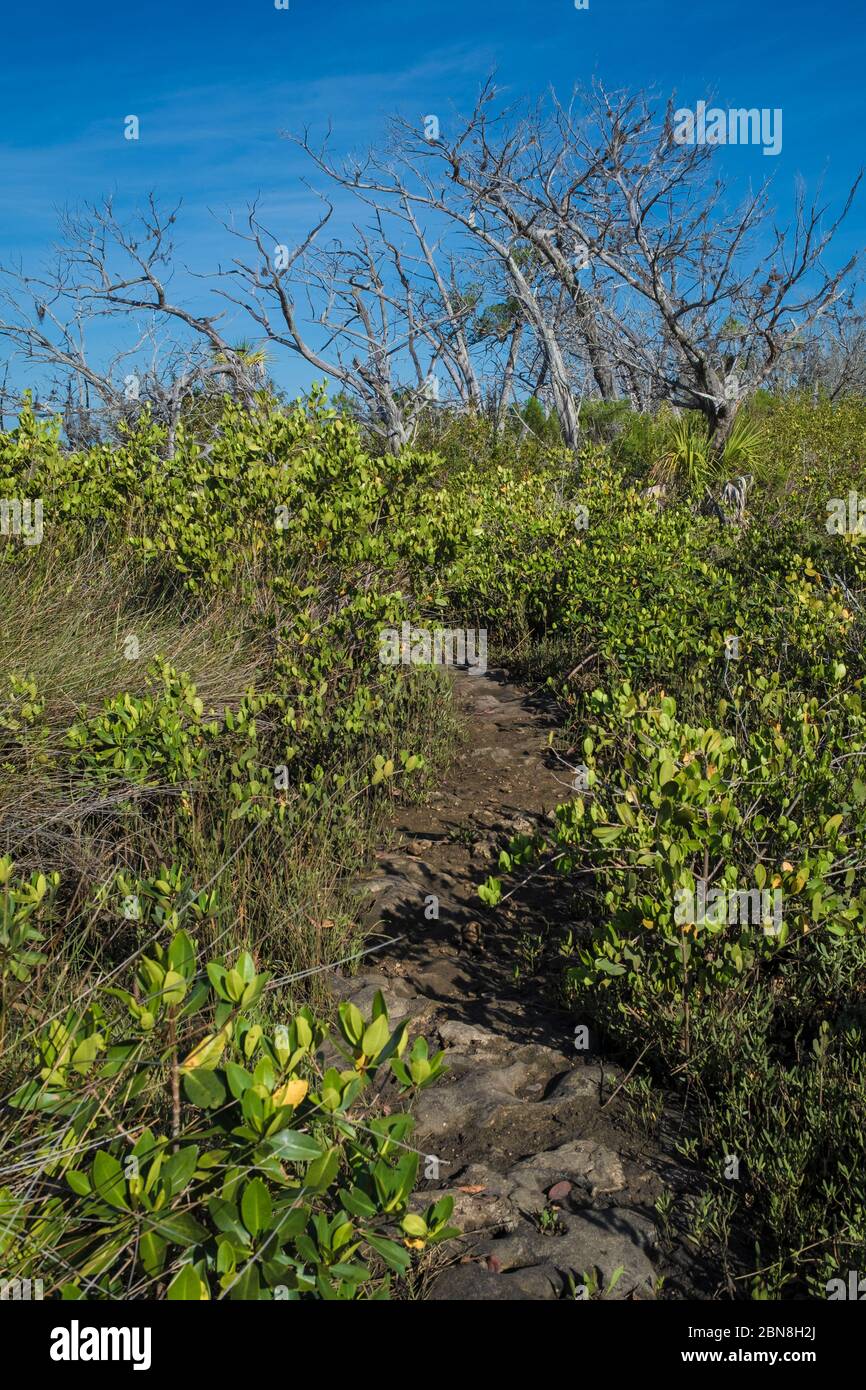 Coastal Salt Marsh in Citrus County, Florida. A path through low mangroves and past dried trees. A scenic coastal habitat in North Central Florida alo Stock Photo