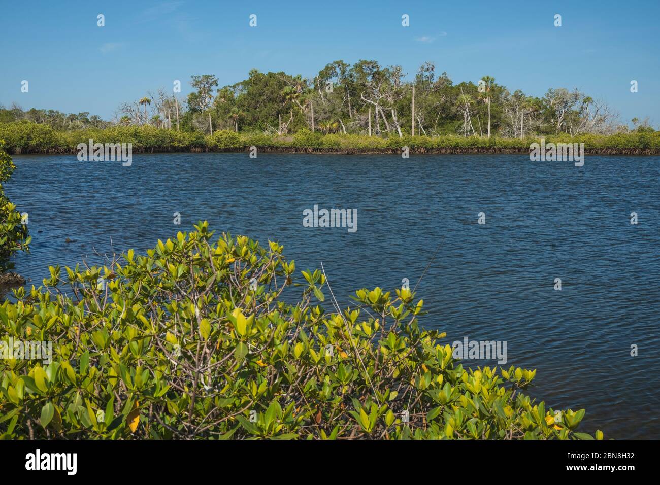 Coastal Salt Marsh in Citrus County, Florida. Open water area with a mangrove shoreline. A scenic coastal habitat in North Central Florida along the G Stock Photo