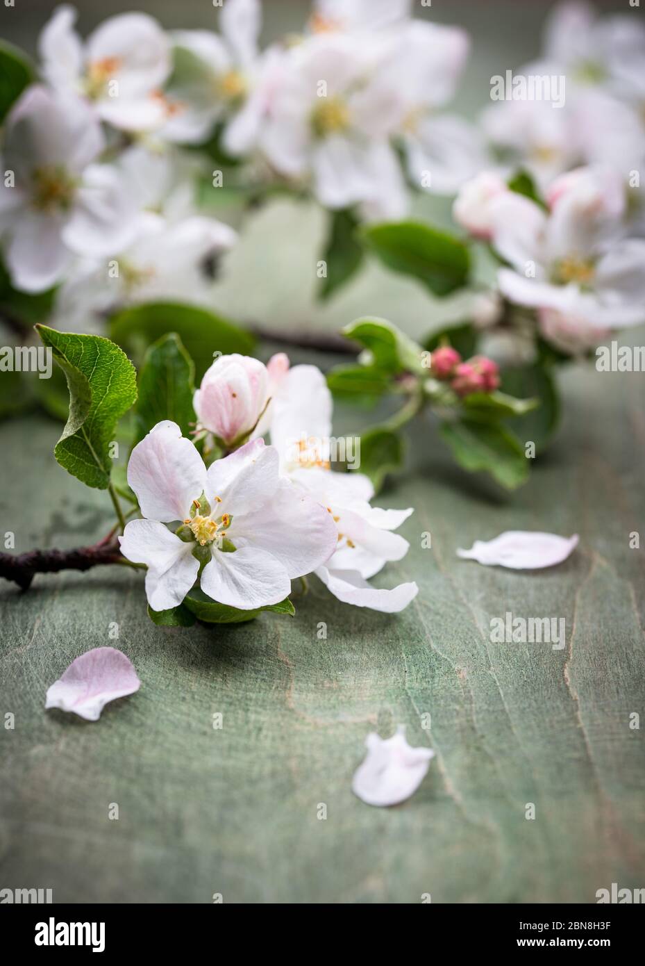 Blooming apple tree. Spring background Stock Photo - Alamy