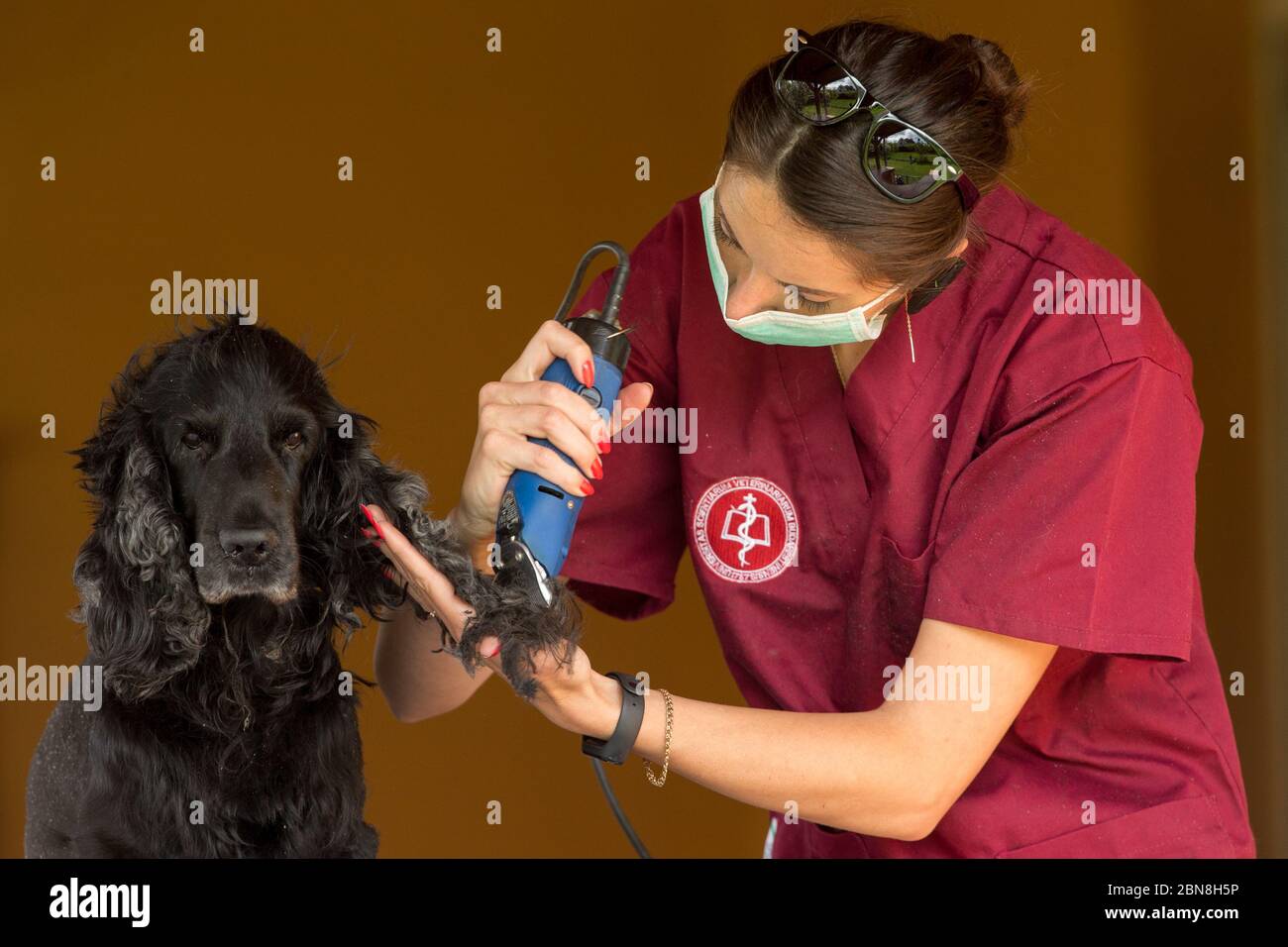 A black dog is trimmed at home by a veterinarian doctor Stock Photo Alamy