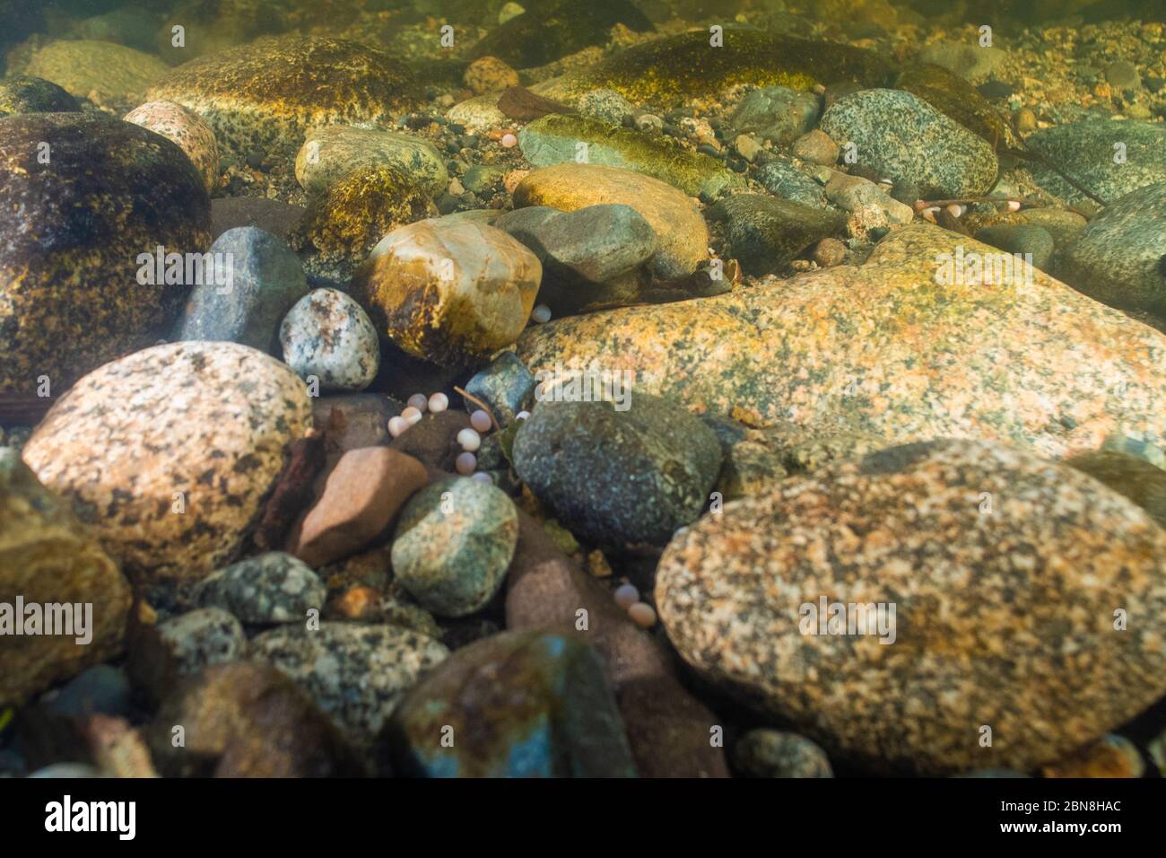Fish eggs river hi-res stock photography and images - Alamy
