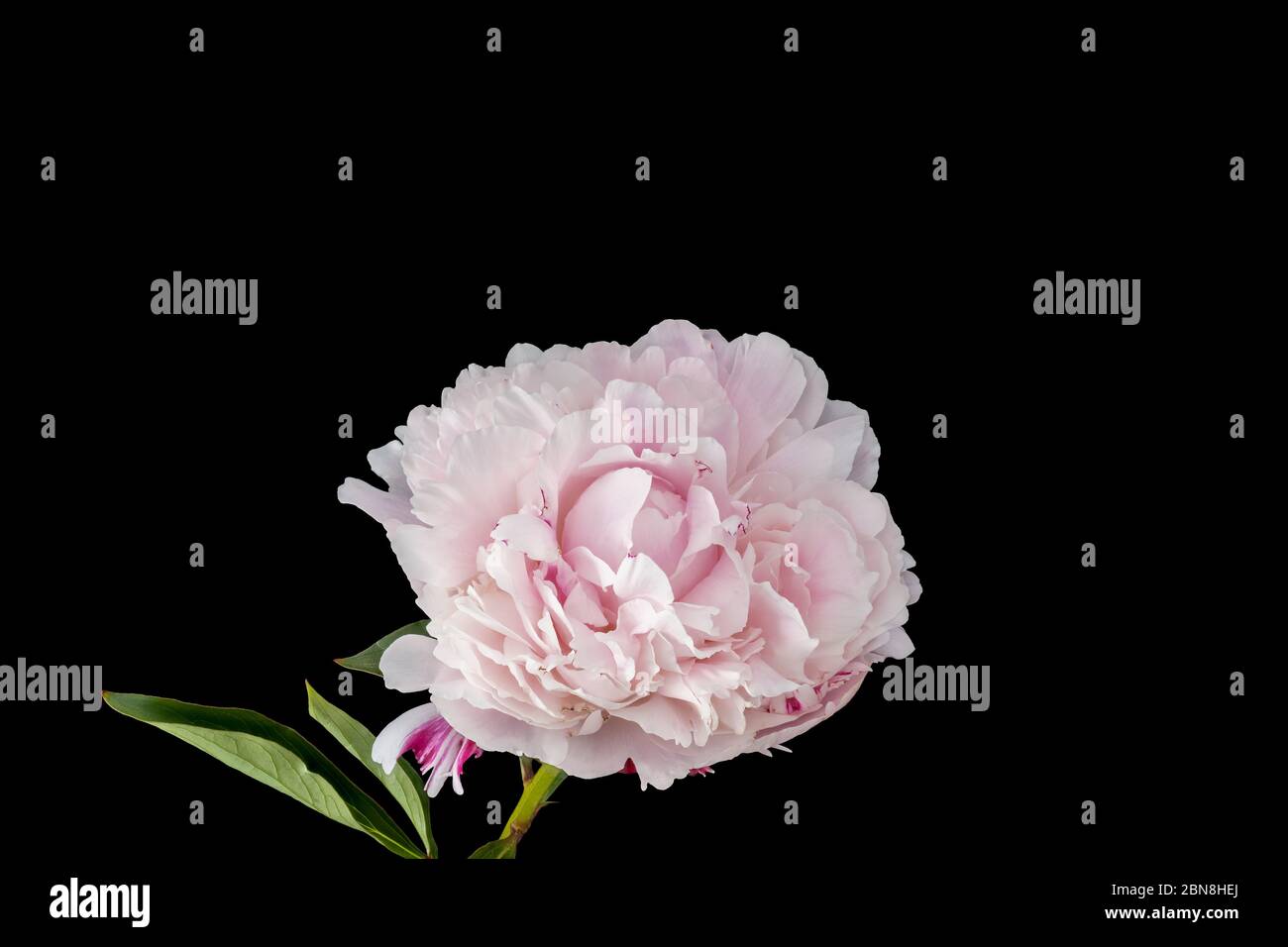 isolated single pink white peony blossom with stem and green leaves ...