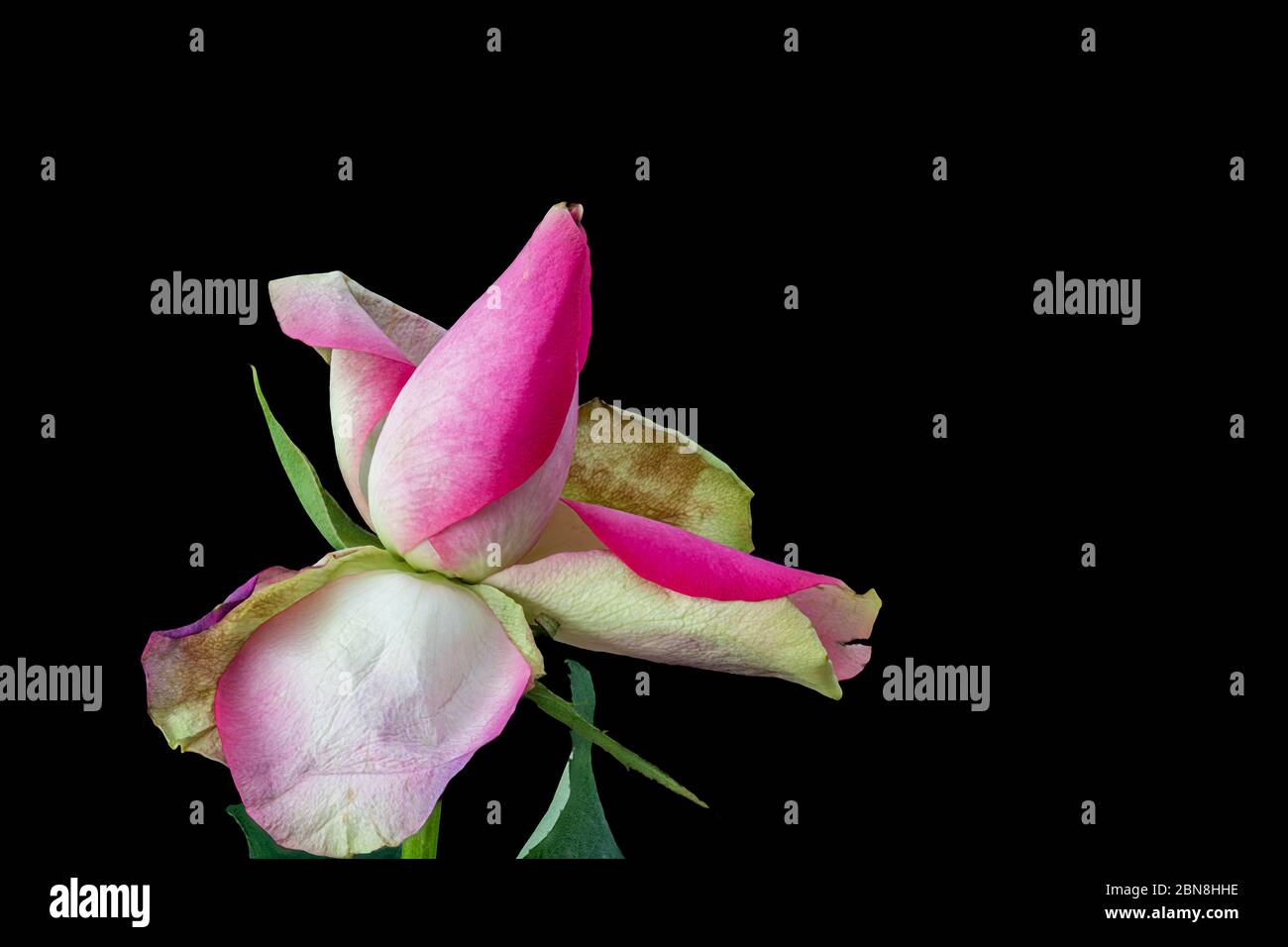 bright pink white aged rose blossom heart macro on black background, single isolated bloom, detailed texture Stock Photo