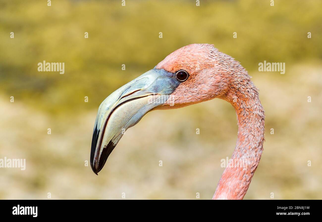 Close up portrait of red caribbean flamingo on Bonaire Stock Photo