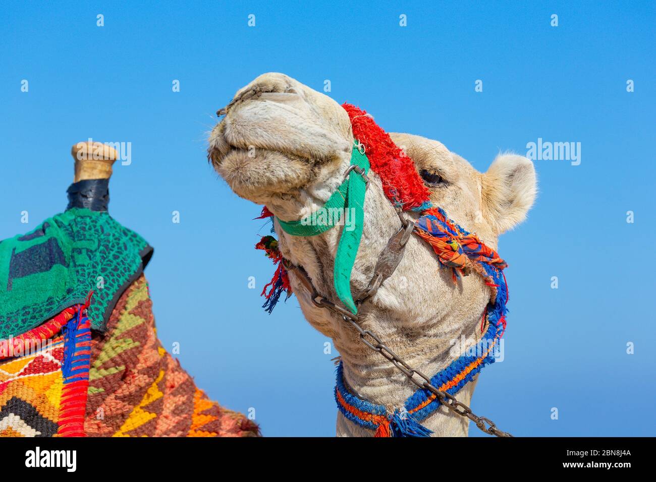Portrait camel head  with colorful head collar against blue sky Stock Photo